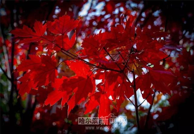 彩虹gtv官网海报